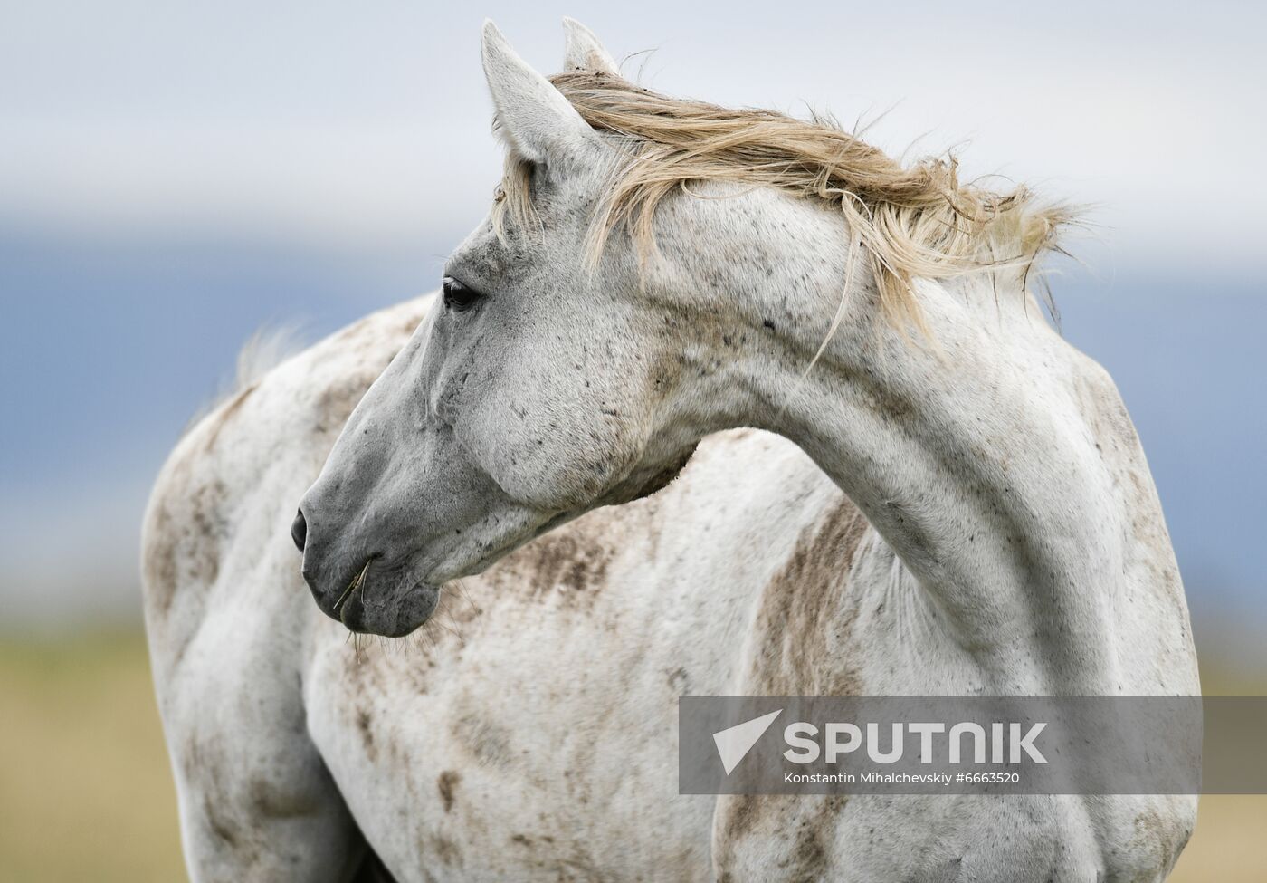 Russia Animals