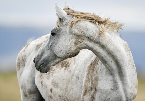 Russia Animals