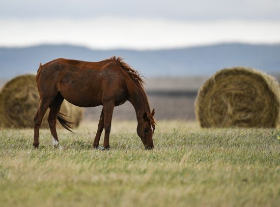 Russia Animals