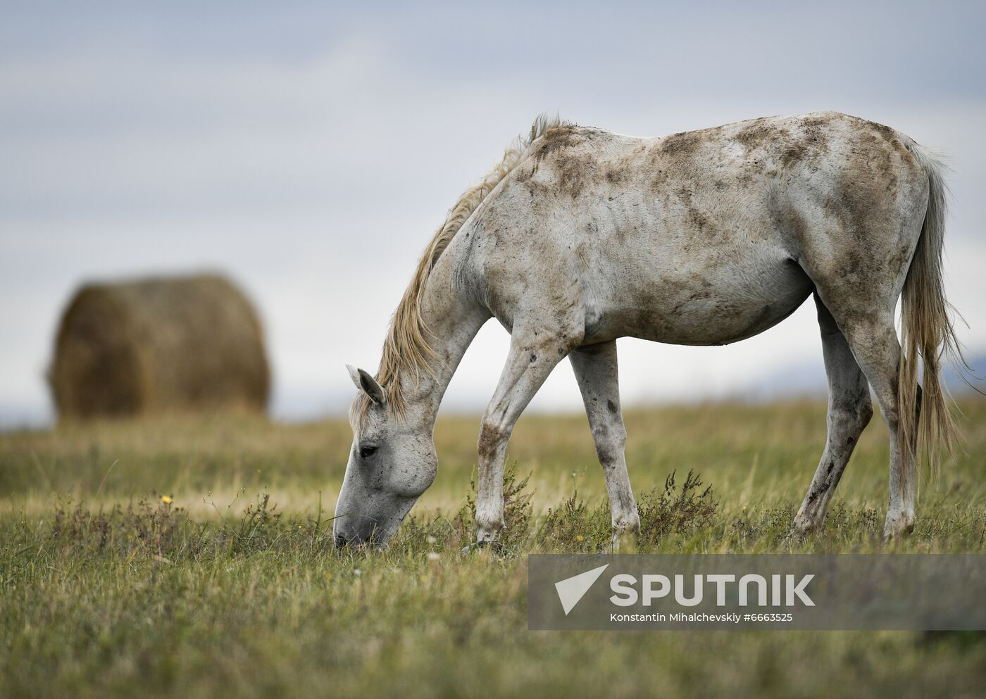 Russia Animals