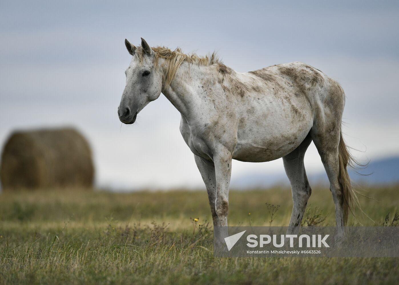 Russia Animals