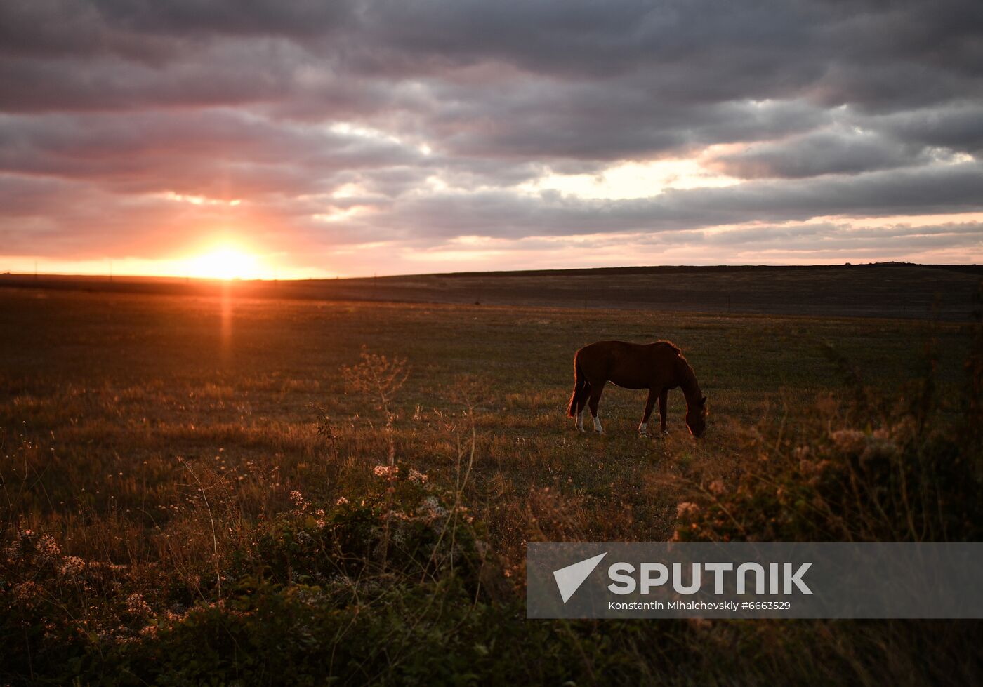 Russia Animals