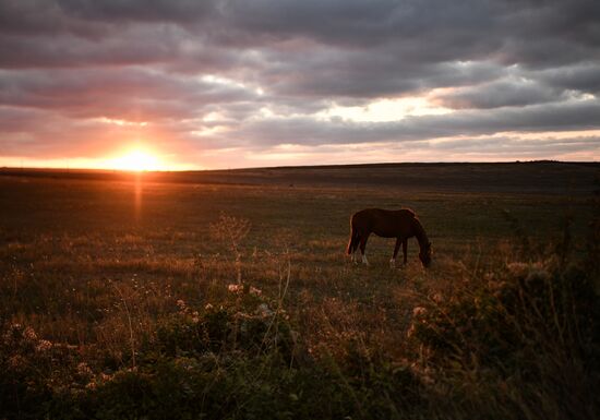Russia Animals