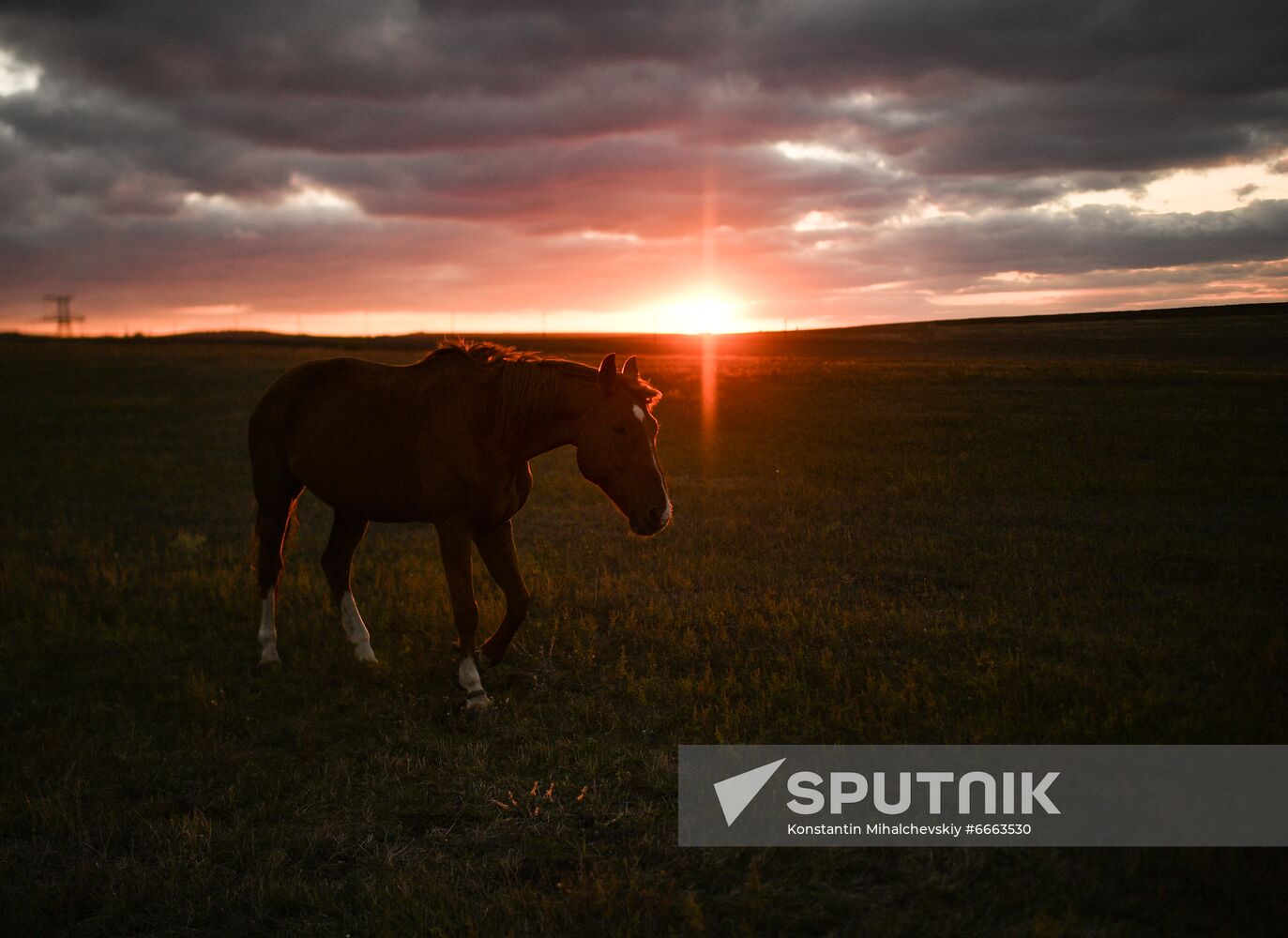 Russia Animals