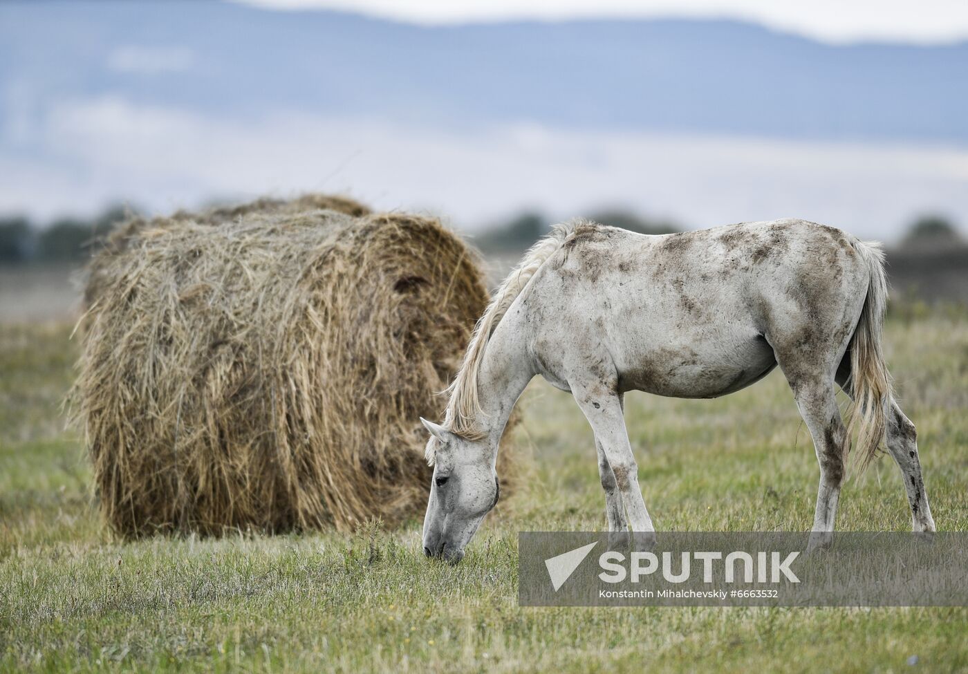 Russia Animals