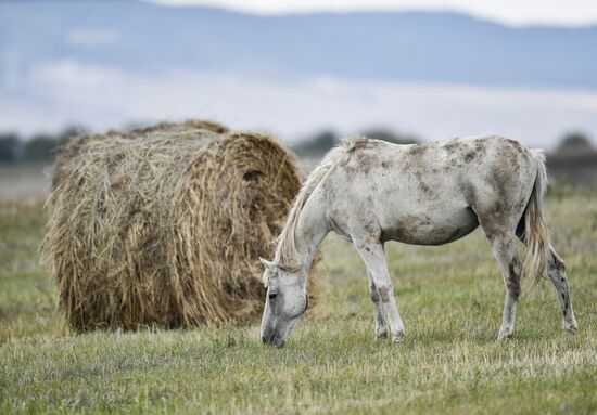 Russia Animals