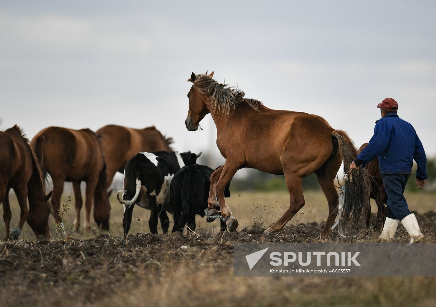 Russia Animals