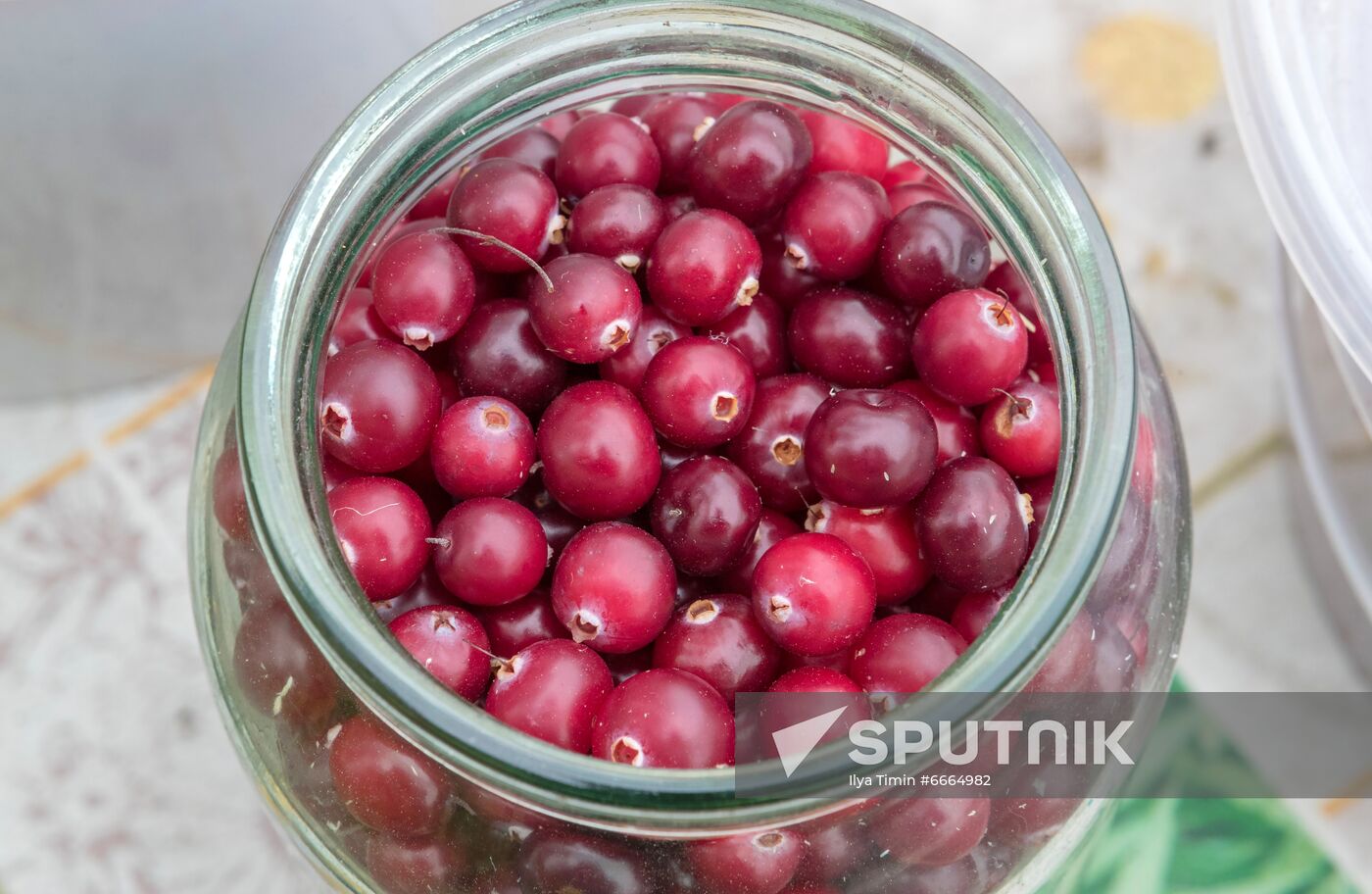 Berry harvesting in Karelia