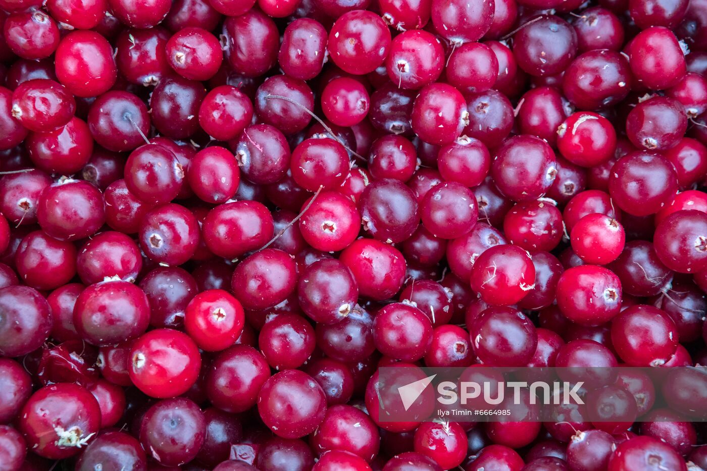 Berry harvesting in Karelia