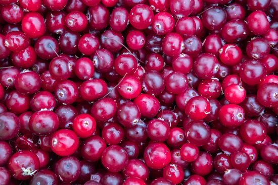 Berry harvesting in Karelia