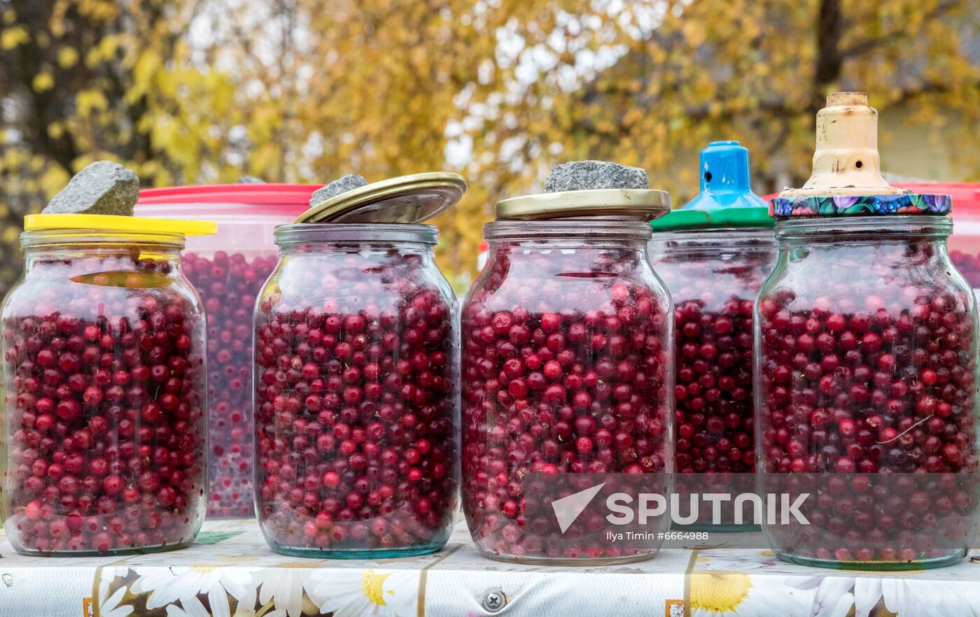 Berry harvesting in Karelia