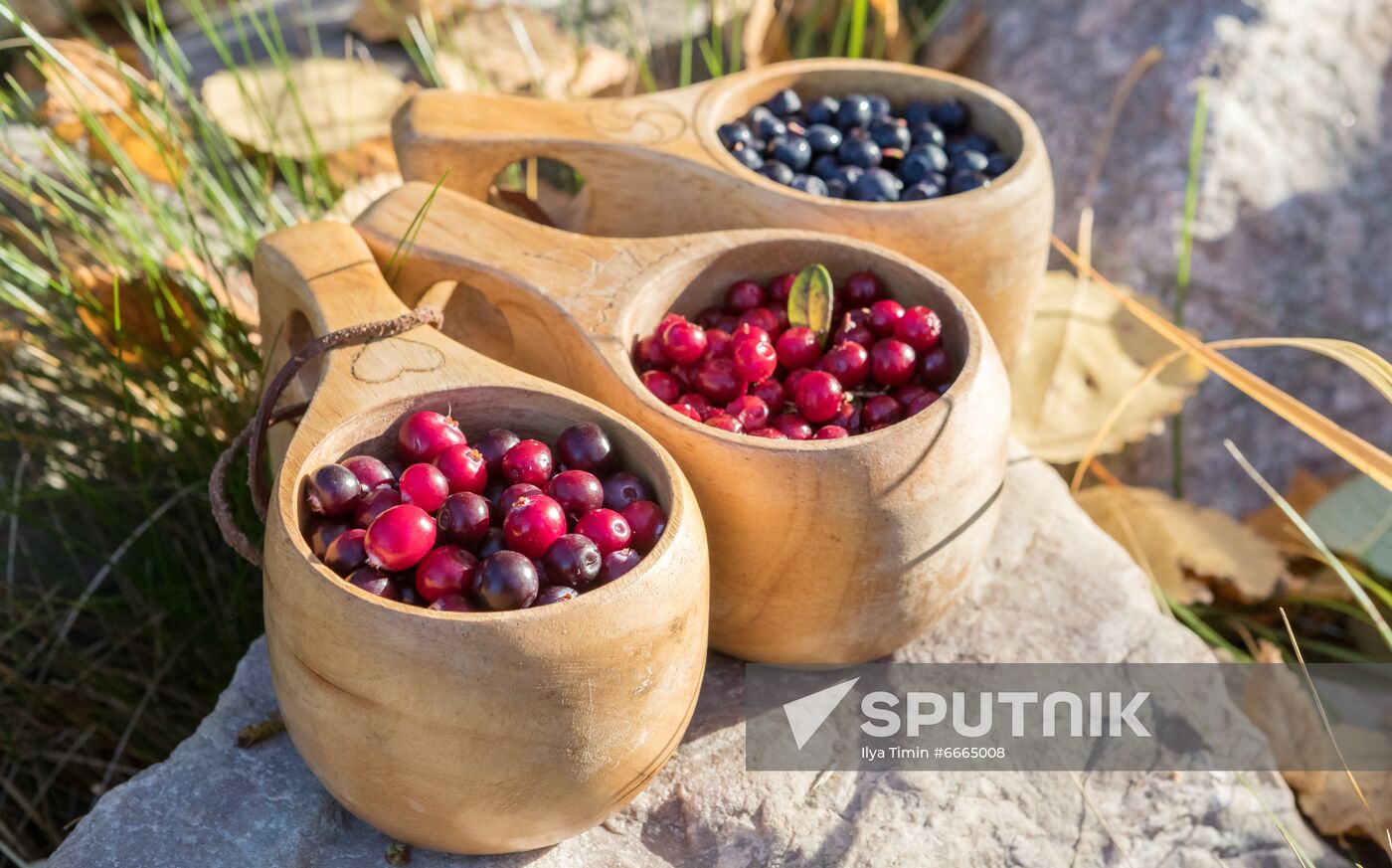 Berry harvesting in Karelia