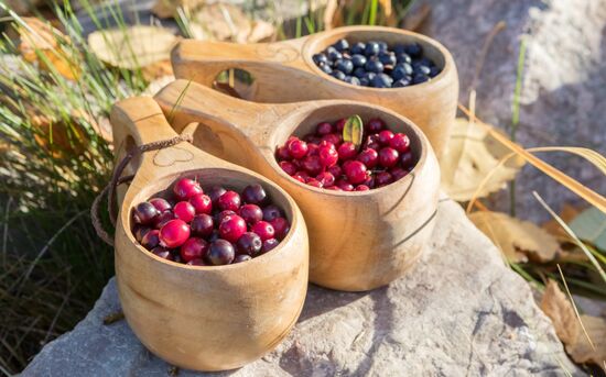 Berry harvesting in Karelia