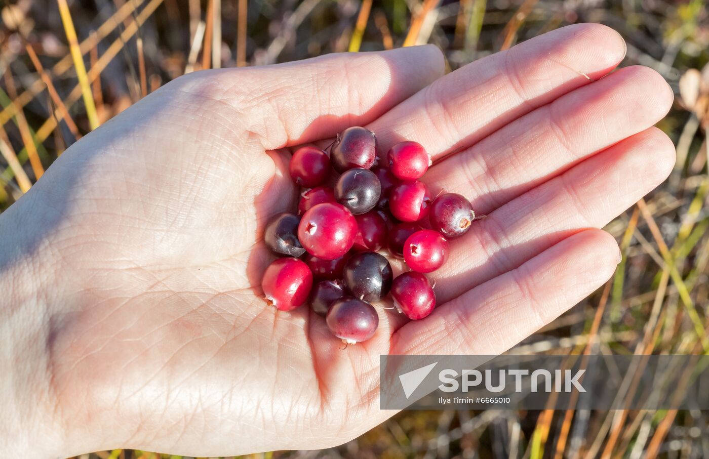 Berry harvesting in Karelia