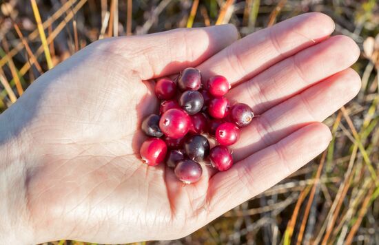 Berry harvesting in Karelia