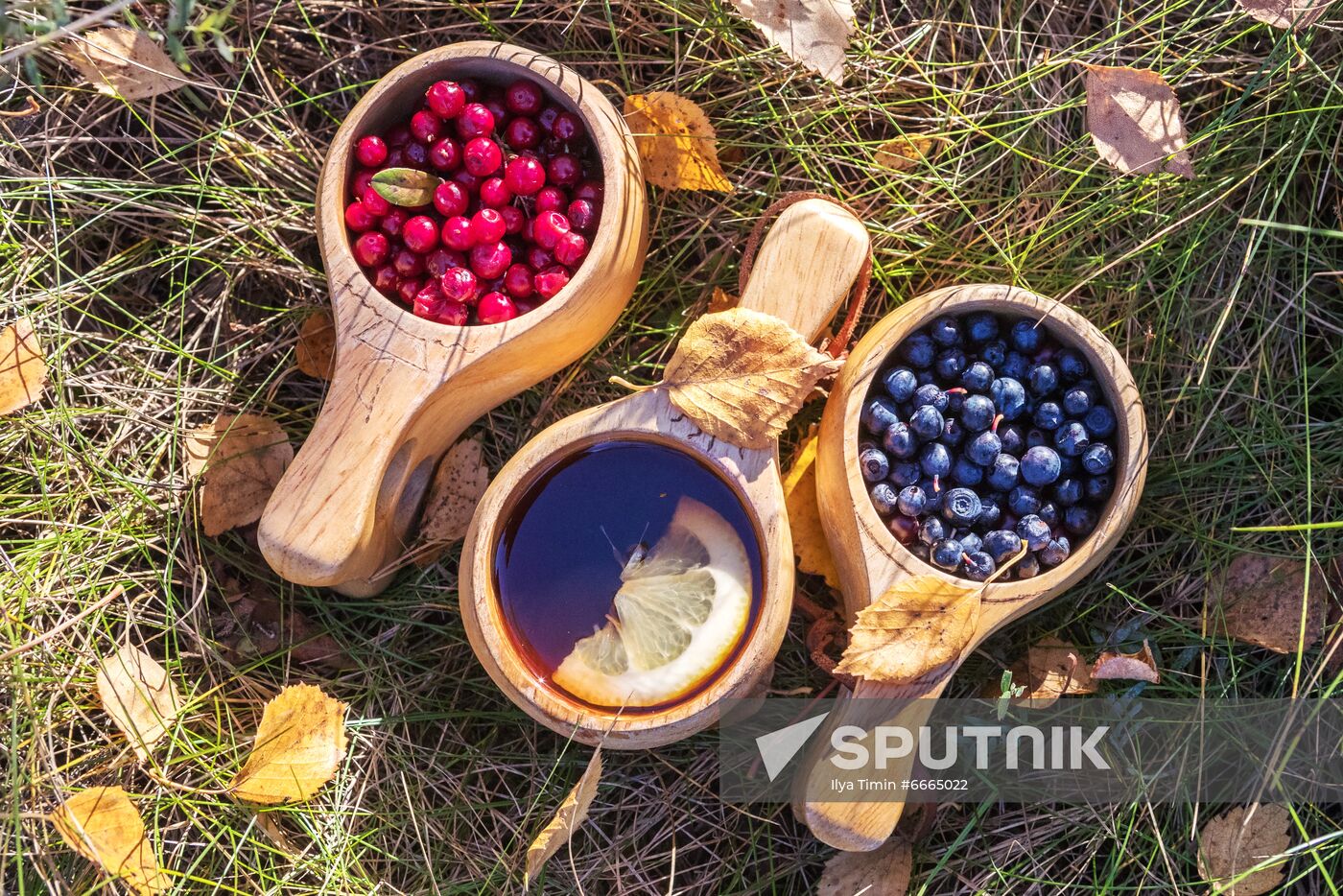 Berry harvesting in Karelia