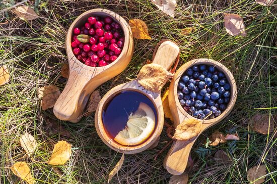 Berry harvesting in Karelia