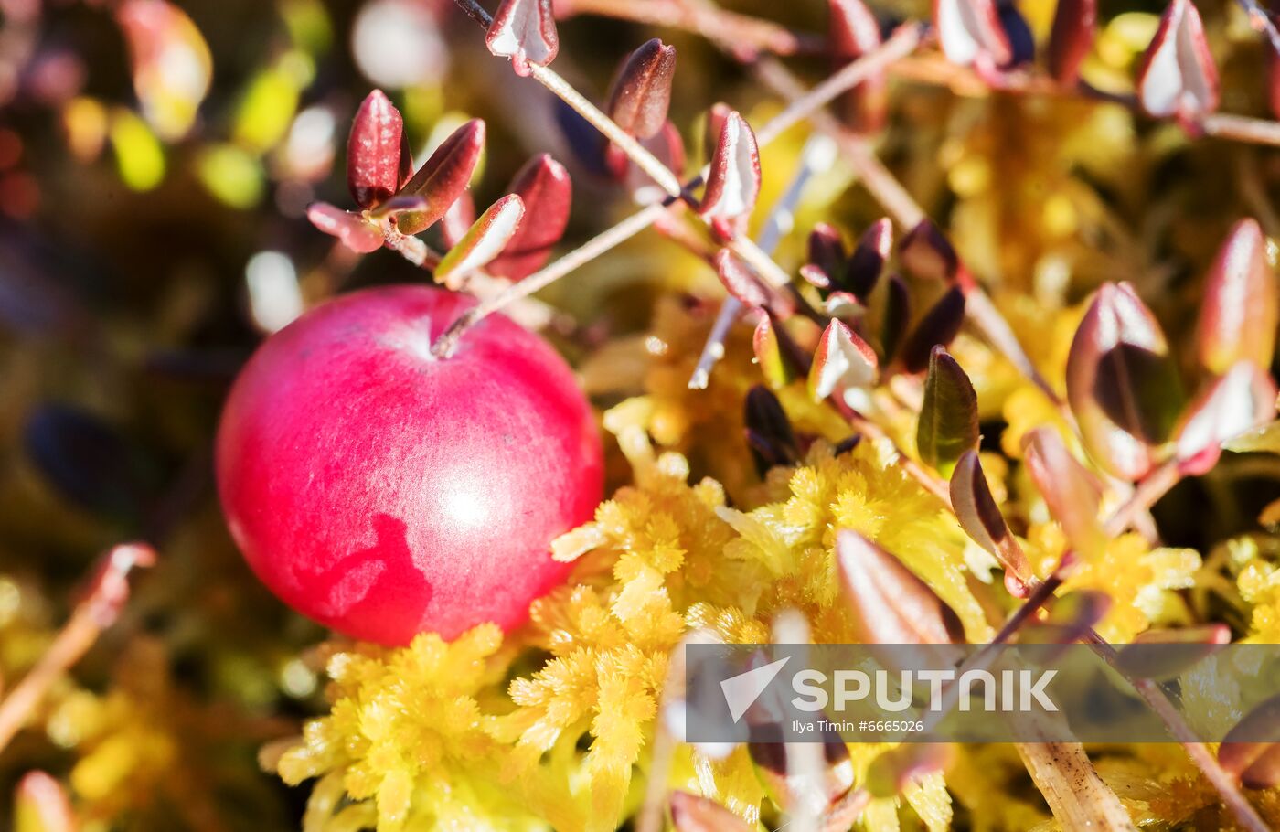 Berry harvesting in Karelia