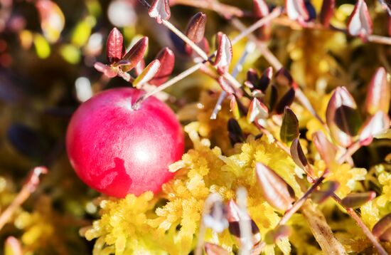 Berry harvesting in Karelia