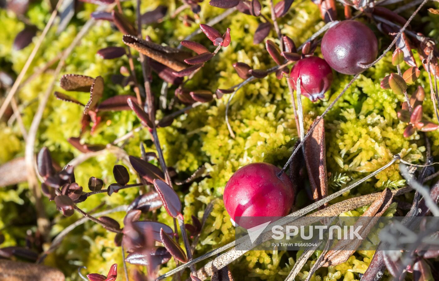 Berry harvesting in Karelia