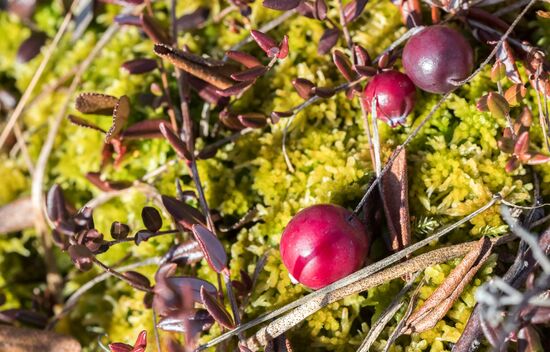 Berry harvesting in Karelia