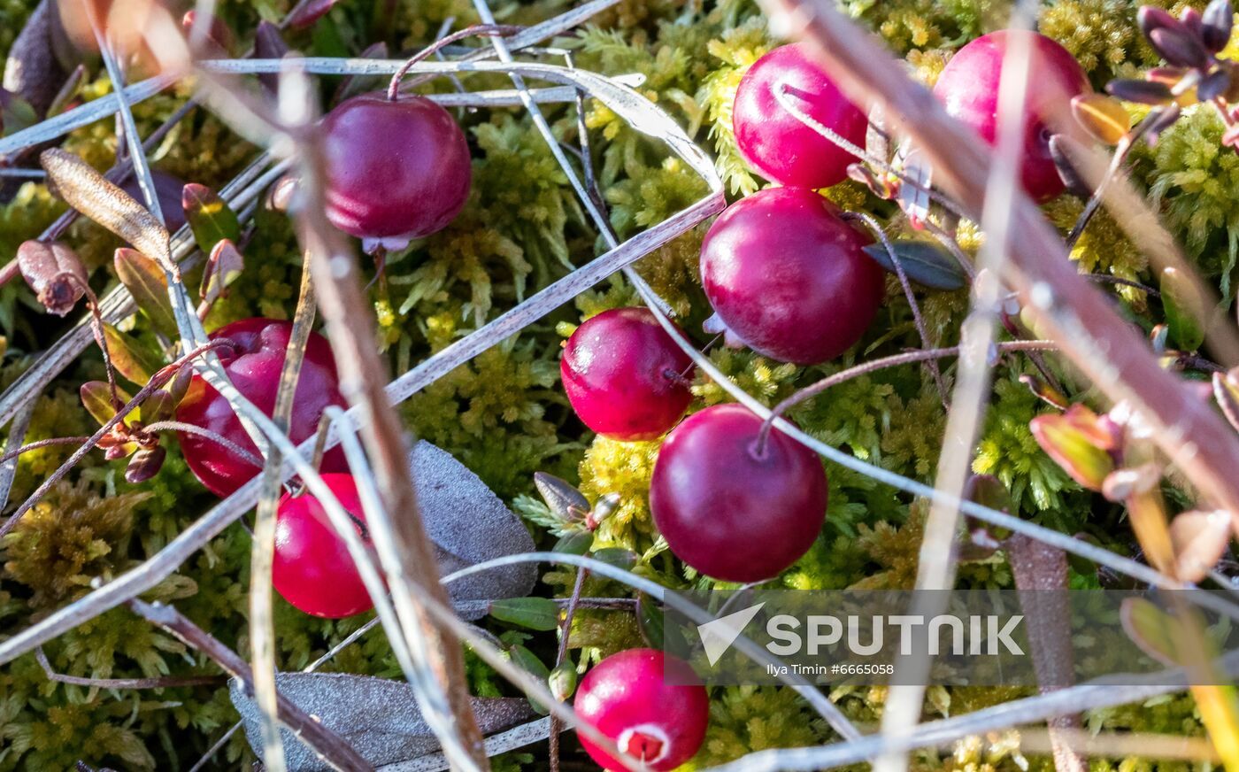 Berry harvesting in Karelia