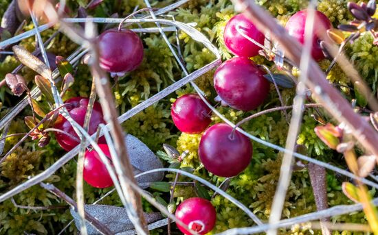 Berry harvesting in Karelia