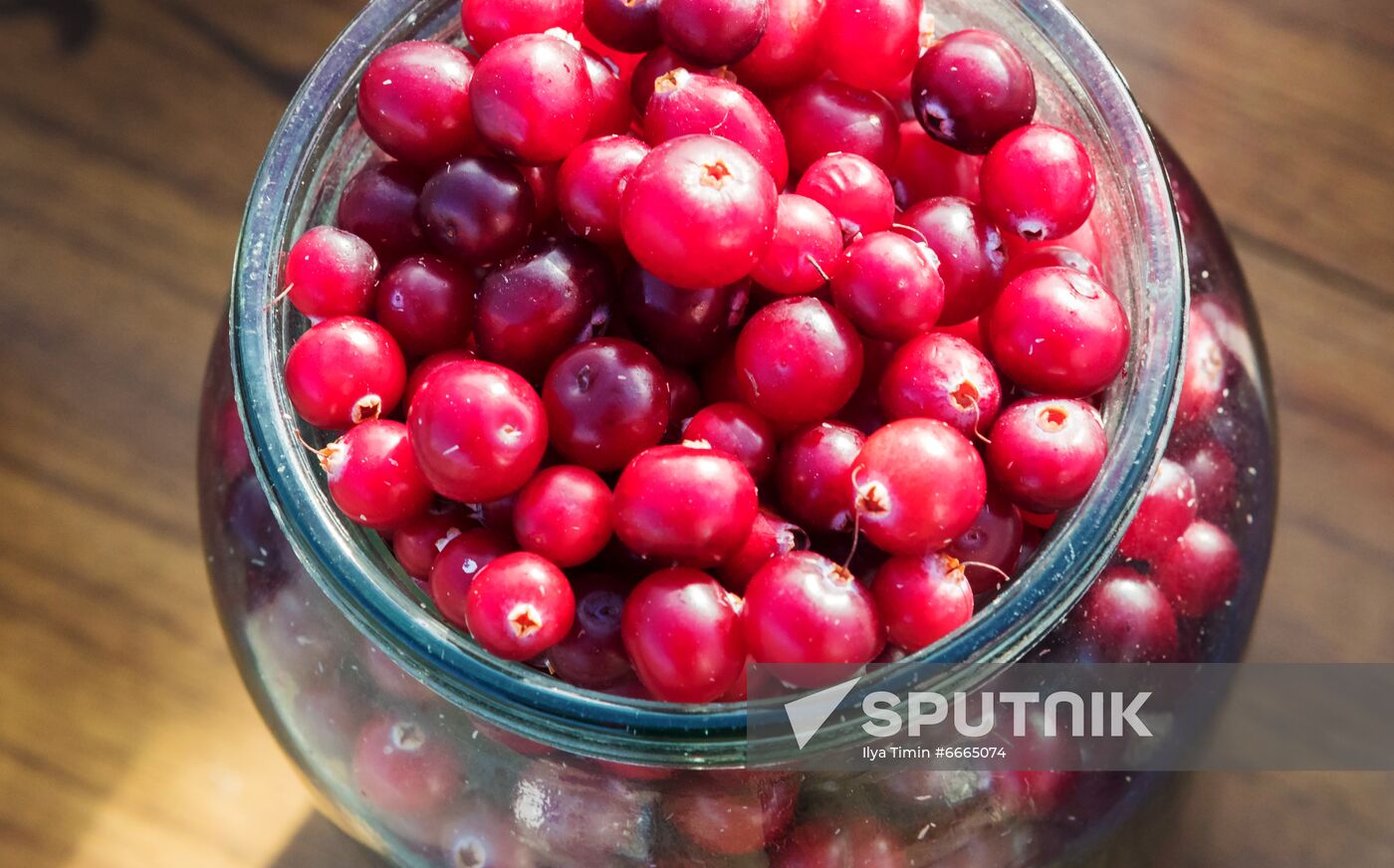 Berry harvesting in Karelia