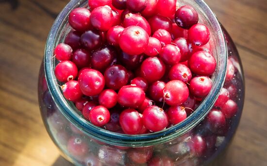 Berry harvesting in Karelia