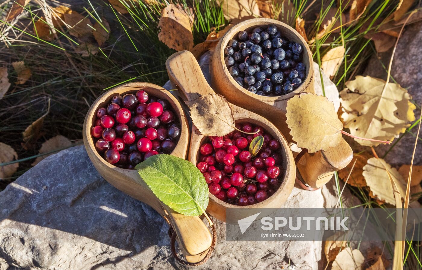 Berry harvesting in Karelia