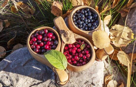 Berry harvesting in Karelia