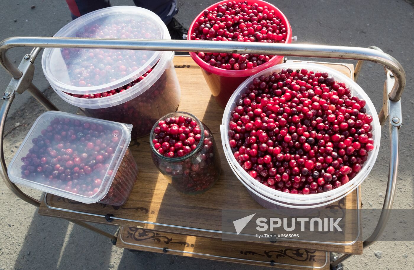 Berry harvesting in Karelia