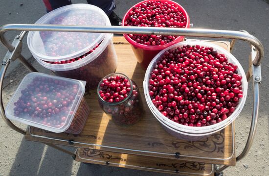 Berry harvesting in Karelia