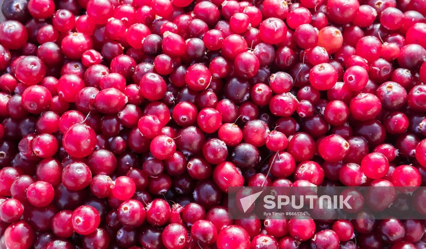 Berry harvesting in Karelia