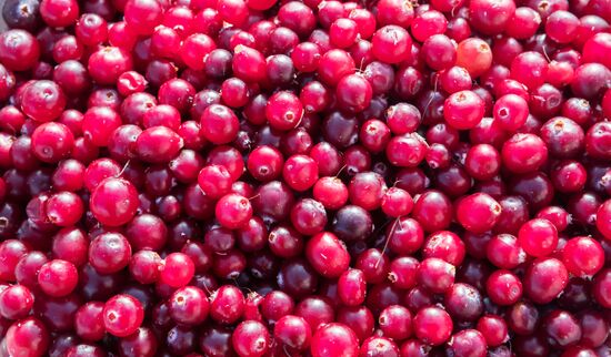 Berry harvesting in Karelia