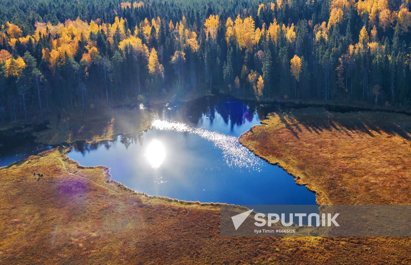 Berry harvesting in Karelia