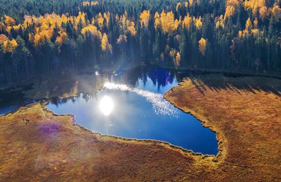 Berry harvesting in Karelia