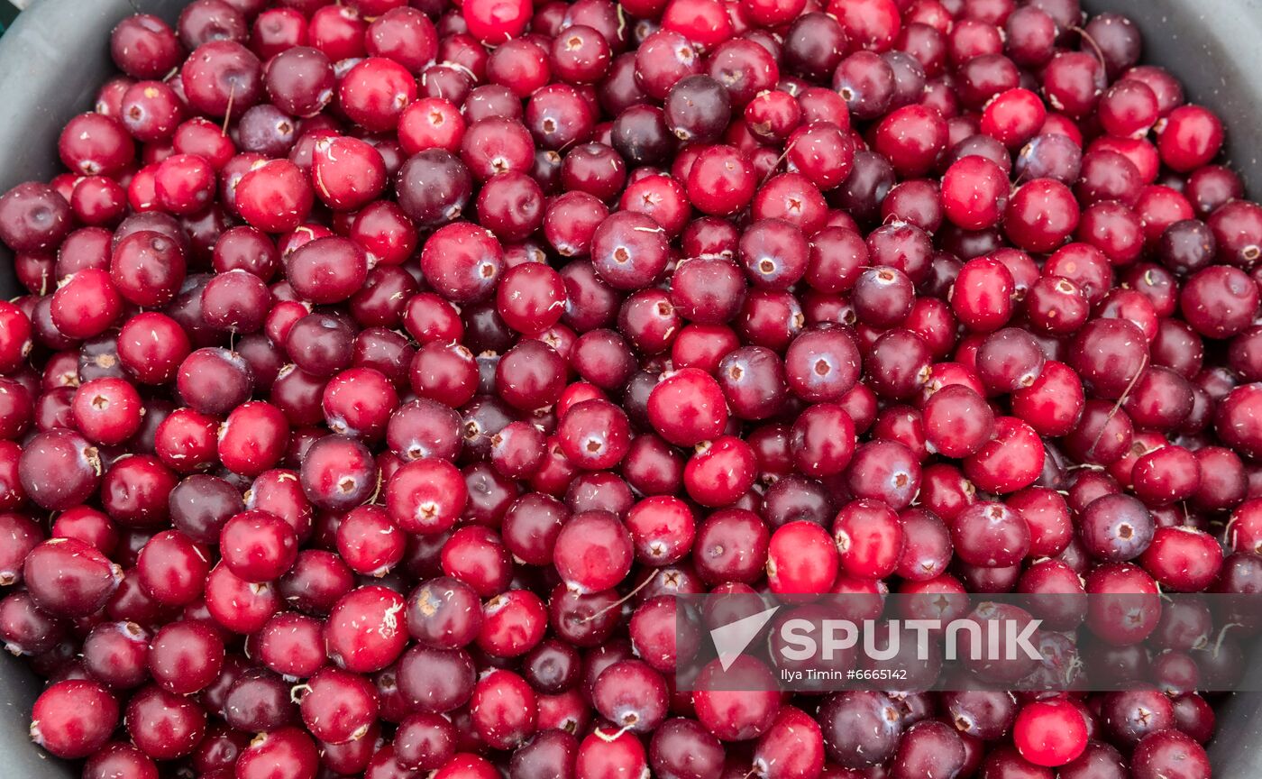 Berry harvesting in Karelia