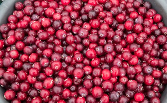 Berry harvesting in Karelia