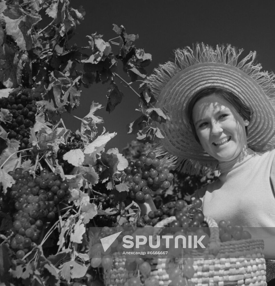 Gurzuf wine state farm in Crimea