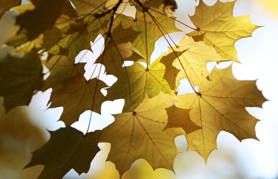 Fall in Moscow