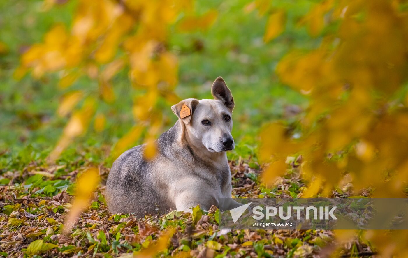 Russia Autumn