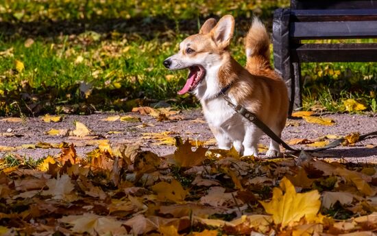 Russia Autumn