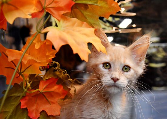 Russia Cats Show