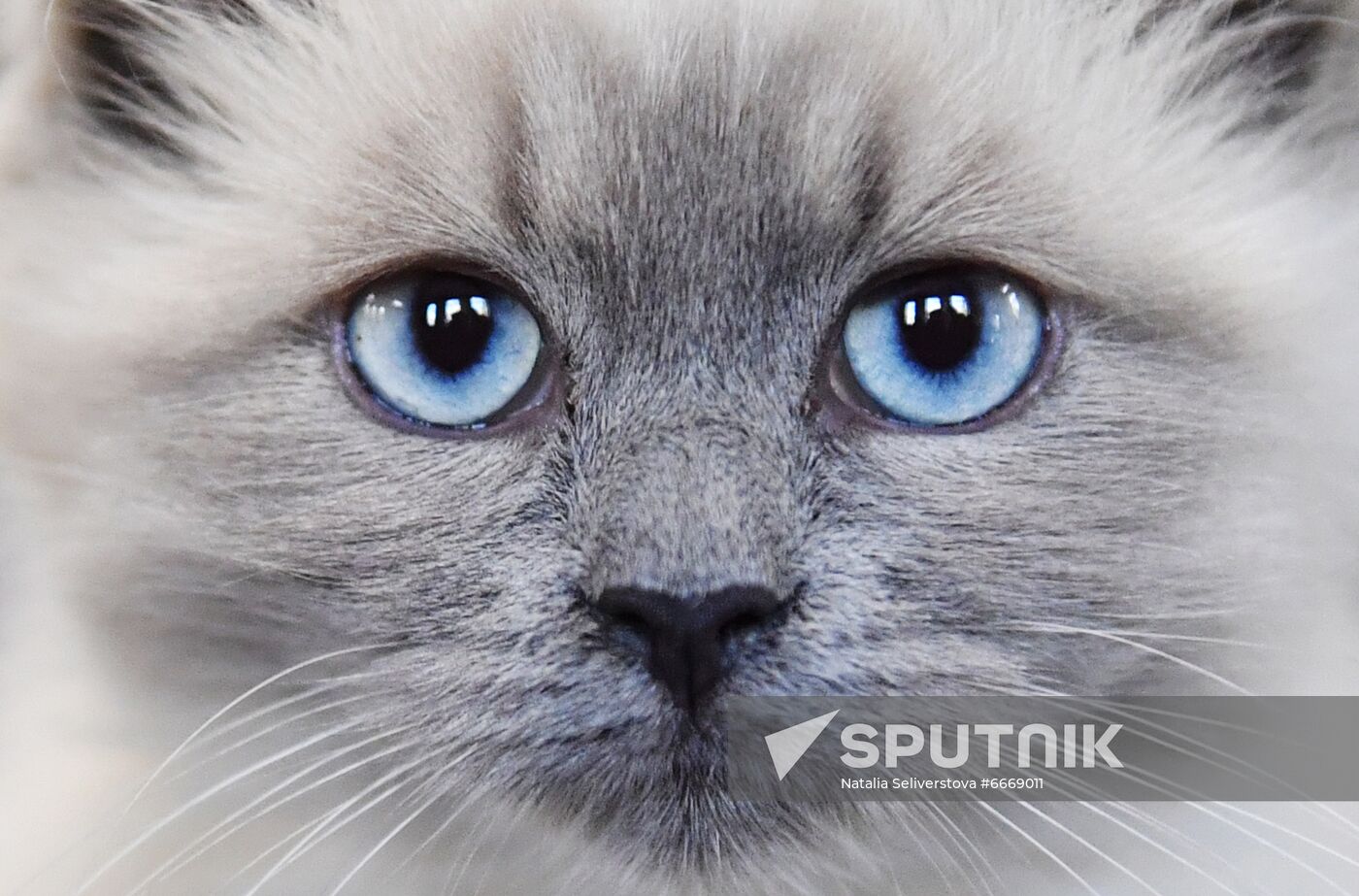 Russia Cats Show
