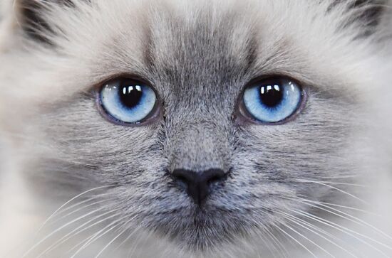 Russia Cats Show