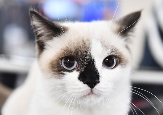 Russia Cats Show