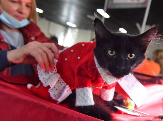 Russia Cats Show