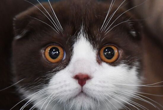 Russia Cats Show