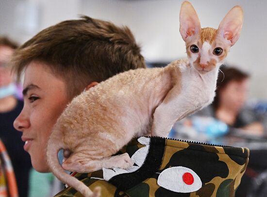 Russia Cats Show